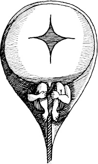 Иллюстрация к книге — Невероятная случайность бытия. Эволюция и рождение человека [i_001.jpg]