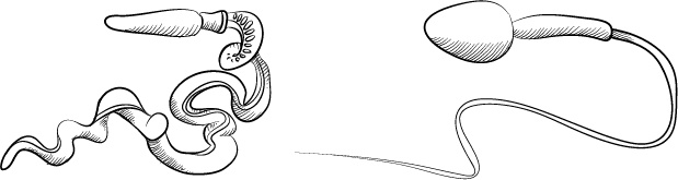 Иллюстрация к книге — Невероятная случайность бытия. Эволюция и рождение человека [i_012.jpg]