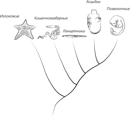 Иллюстрация к книге — Невероятная случайность бытия. Эволюция и рождение человека [i_013.jpg]