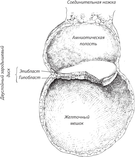Иллюстрация к книге — Невероятная случайность бытия. Эволюция и рождение человека [i_014.jpg]