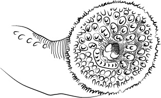 Иллюстрация к книге — Невероятная случайность бытия. Эволюция и рождение человека [i_022.jpg]