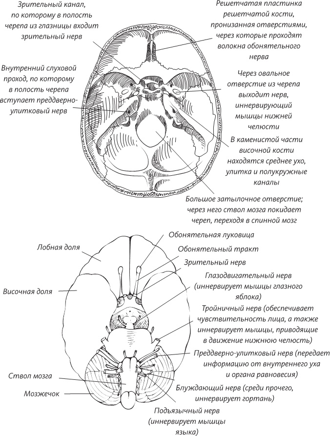 Иллюстрация к книге — Невероятная случайность бытия. Эволюция и рождение человека [i_034.jpg]