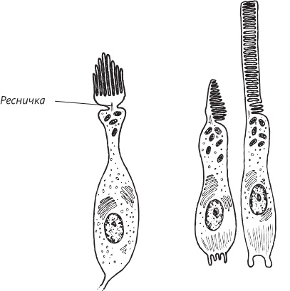 Иллюстрация к книге — Невероятная случайность бытия. Эволюция и рождение человека [i_035.jpg]