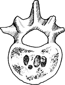 Иллюстрация к книге — Невероятная случайность бытия. Эволюция и рождение человека [i_051.jpg]