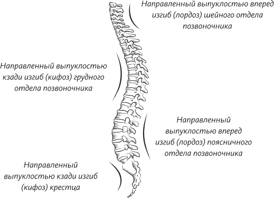 Иллюстрация к книге — Невероятная случайность бытия. Эволюция и рождение человека [i_054.jpg]