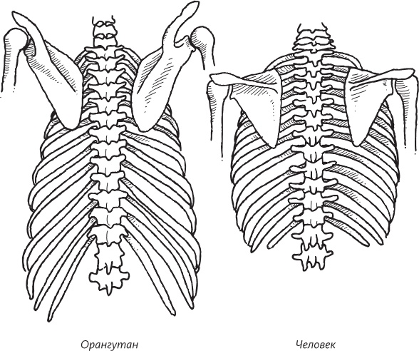 Иллюстрация к книге — Невероятная случайность бытия. Эволюция и рождение человека [i_056.jpg]