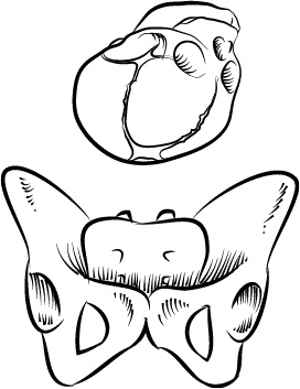 Иллюстрация к книге — Невероятная случайность бытия. Эволюция и рождение человека [i_075.jpg]