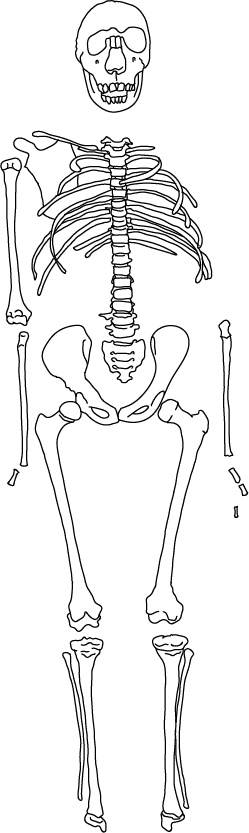 Иллюстрация к книге — Невероятная случайность бытия. Эволюция и рождение человека [i_082.jpg]