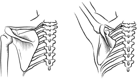 Иллюстрация к книге — Невероятная случайность бытия. Эволюция и рождение человека [i_083.jpg]