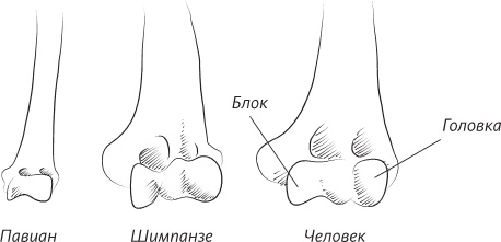 Иллюстрация к книге — Невероятная случайность бытия. Эволюция и рождение человека [i_084.jpg]