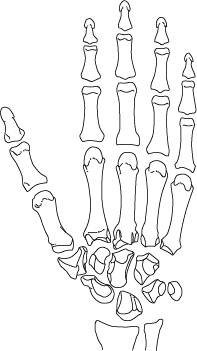 Иллюстрация к книге — Невероятная случайность бытия. Эволюция и рождение человека [i_086.jpg]