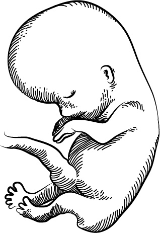 Иллюстрация к книге — Невероятная случайность бытия. Эволюция и рождение человека [i_088.jpg]