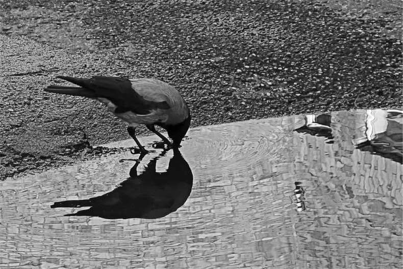 Иллюстрация к книге — Все сказки старого Вильнюса. Начало [i_022.jpg]