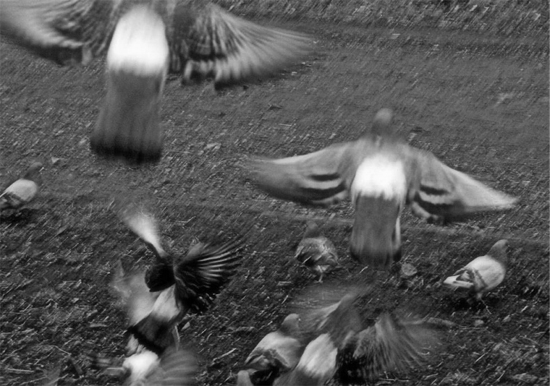 Иллюстрация к книге — Все сказки старого Вильнюса. Начало [i_035.jpg]