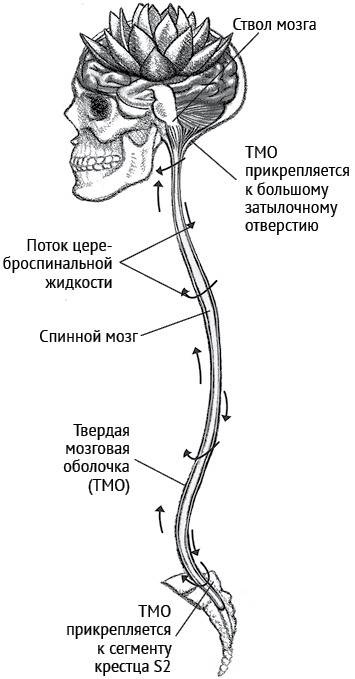 Иллюстрация к книге — Йога тонкого тела. Руководство по физической и энергетической анатомии йоги [i_022.jpg]