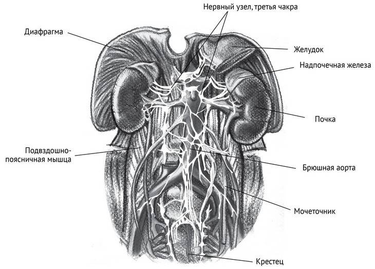 Иллюстрация к книге — Йога тонкого тела. Руководство по физической и энергетической анатомии йоги [i_024.jpg]