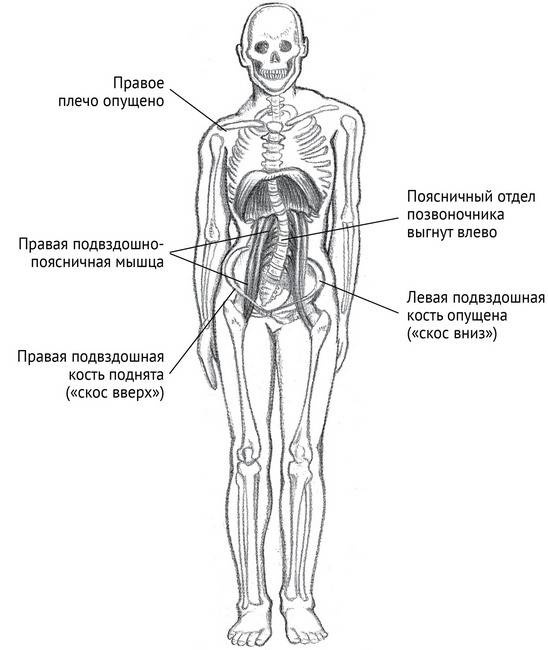 Иллюстрация к книге — Йога тонкого тела. Руководство по физической и энергетической анатомии йоги [i_027.jpg]