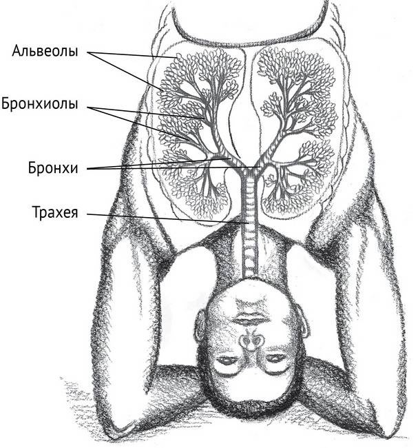 Иллюстрация к книге — Йога тонкого тела. Руководство по физической и энергетической анатомии йоги [i_033.jpg]