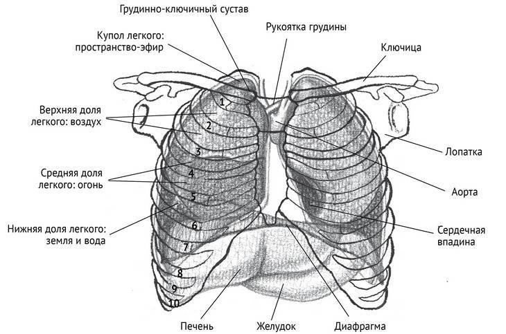 Иллюстрация к книге — Йога тонкого тела. Руководство по физической и энергетической анатомии йоги [i_034.jpg]