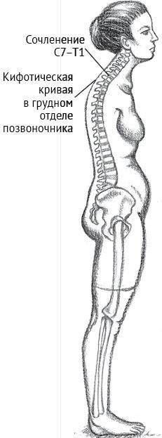 Иллюстрация к книге — Йога тонкого тела. Руководство по физической и энергетической анатомии йоги [i_044.jpg]