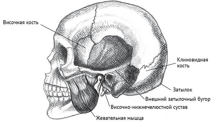 Иллюстрация к книге — Йога тонкого тела. Руководство по физической и энергетической анатомии йоги [i_046.jpg]