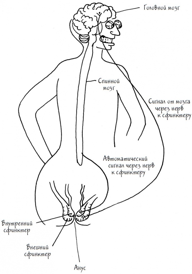 Әйелдердің түкті писькилері (фото) Орыс анальный секс