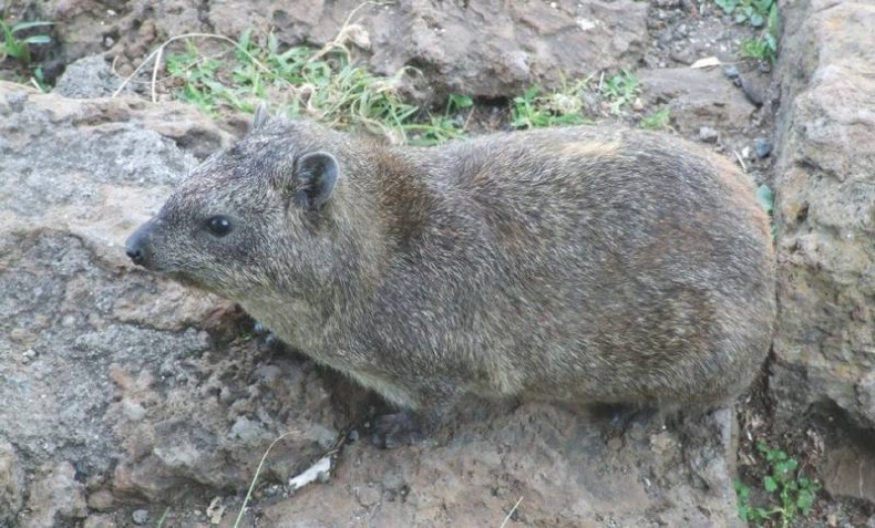 Иллюстрация к книге — Что такое Африка [i_039.jpg]