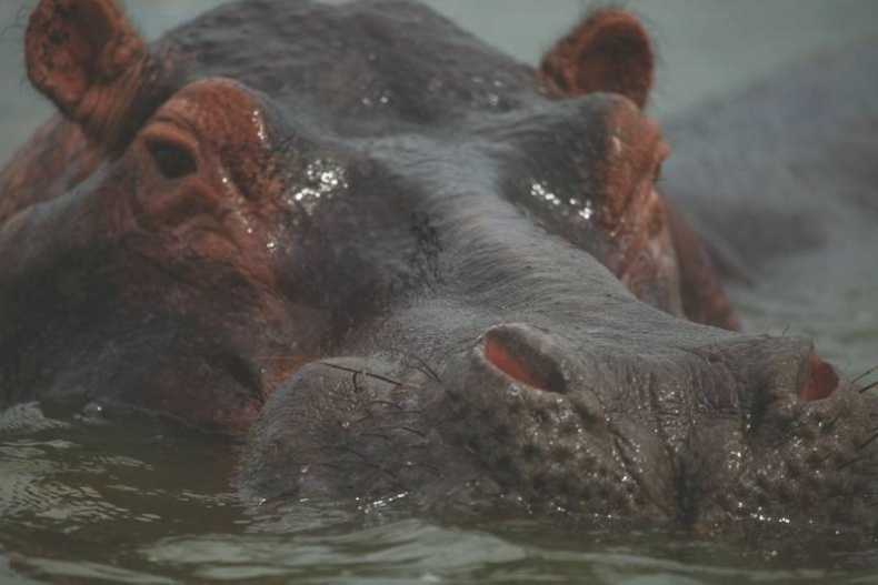 Иллюстрация к книге — Что такое Африка [i_040.jpg]