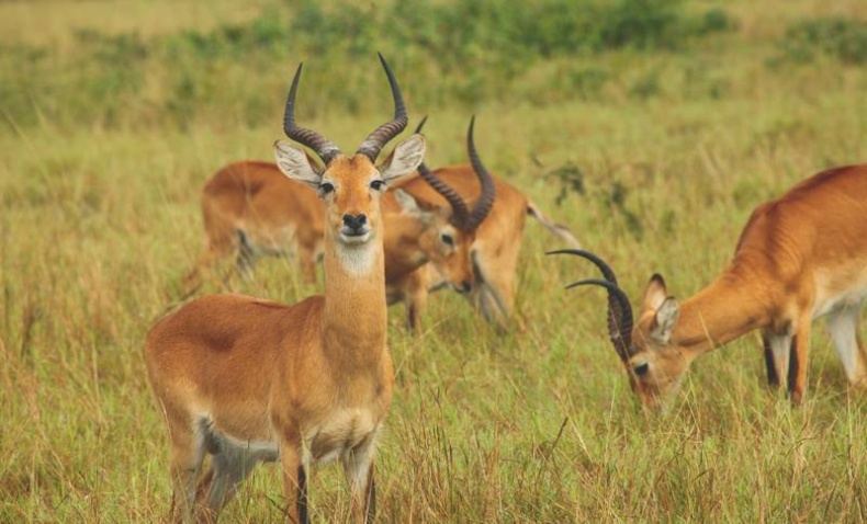 Иллюстрация к книге — Что такое Африка [i_042.jpg]