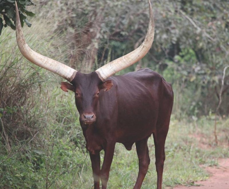 Иллюстрация к книге — Что такое Африка [i_056.jpg]