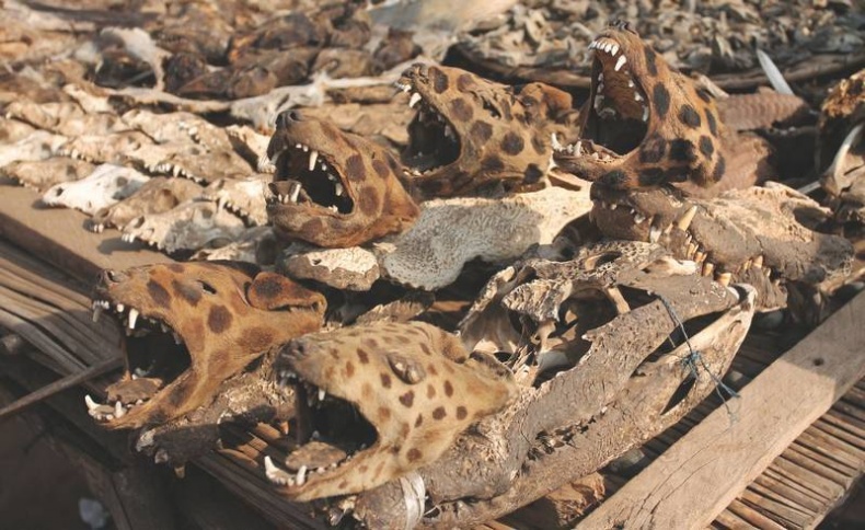 Иллюстрация к книге — Что такое Африка [i_232.jpg]