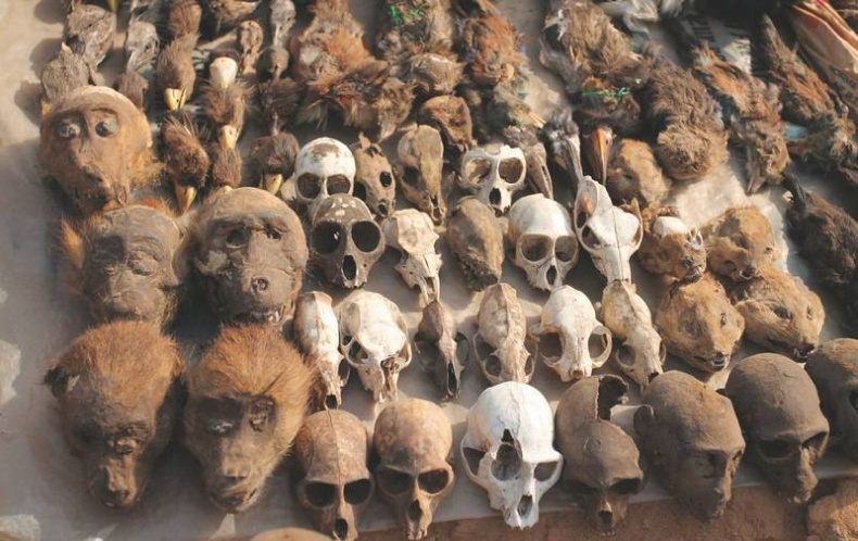 Иллюстрация к книге — Что такое Африка [i_296.jpg]