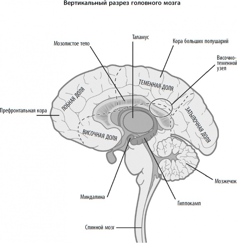 Иллюстрация к книге — Гендерный мозг. Современная нейробиология развенчивает миф о женском мозге  [i_001.jpg]