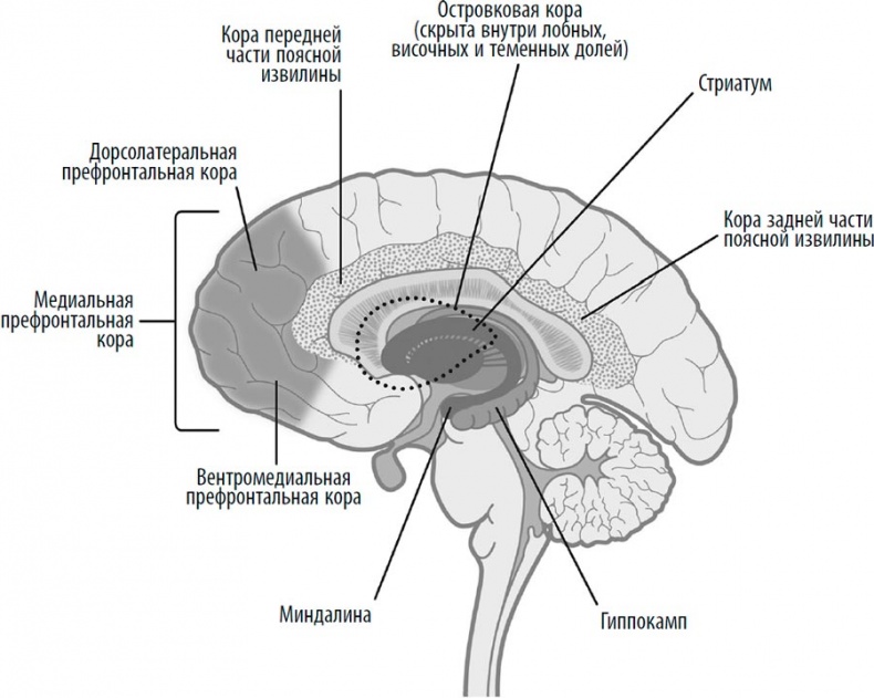 Иллюстрация к книге — Гендерный мозг. Современная нейробиология развенчивает миф о женском мозге  [i_003.jpg]