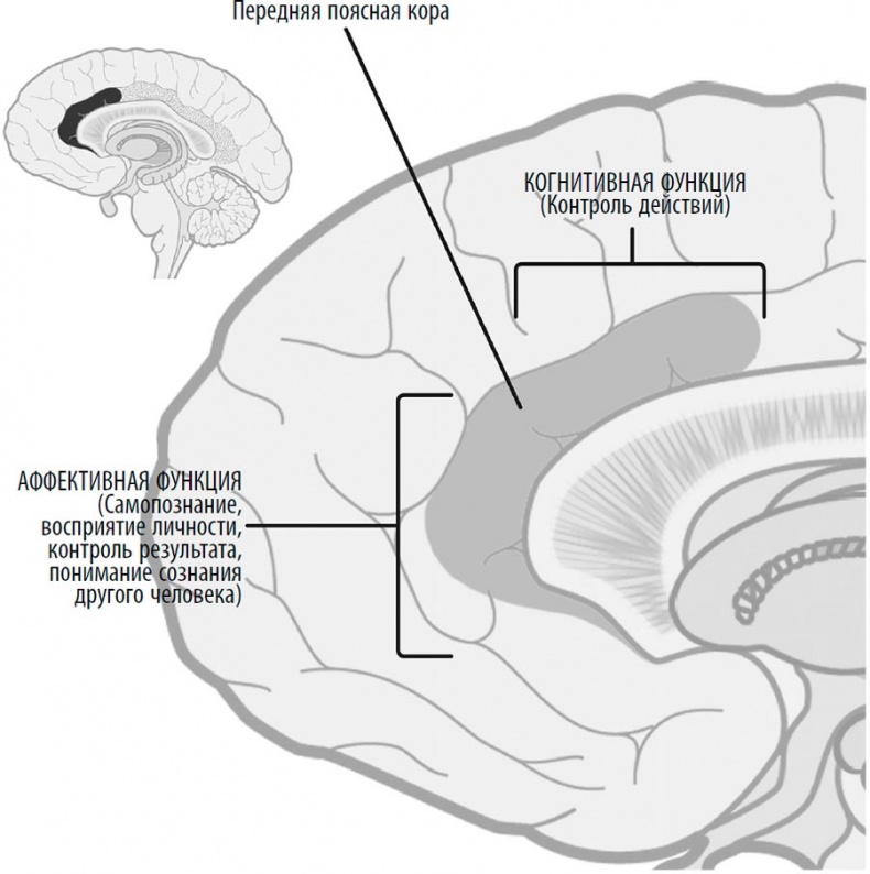 Иллюстрация к книге — Гендерный мозг. Современная нейробиология развенчивает миф о женском мозге  [i_004.jpg]