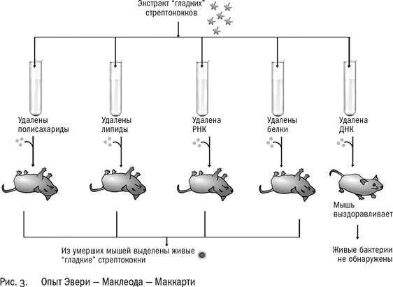 Иллюстрация к книге — ДНК и её человек. Краткая история ДНК-идентификации [i_004.jpg]