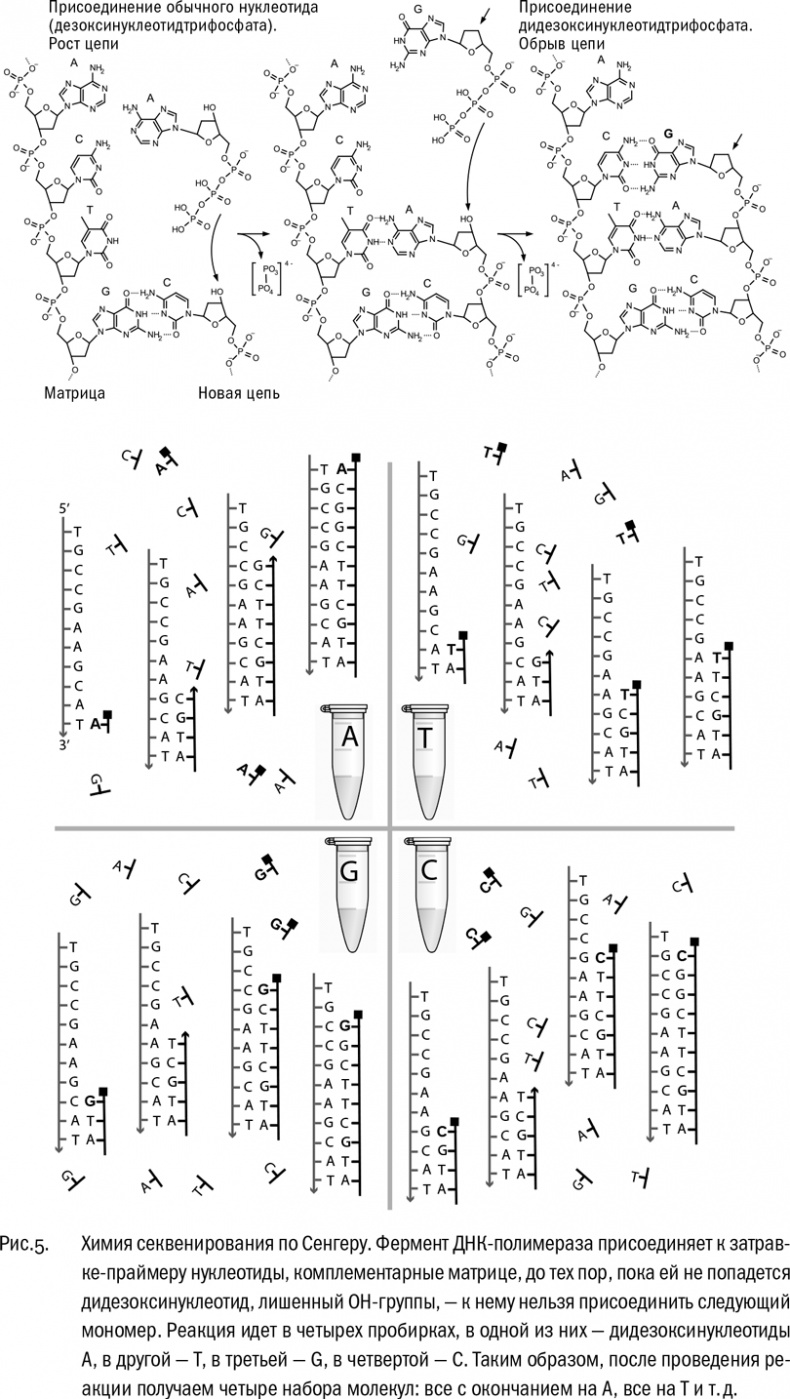 Иллюстрация к книге — ДНК и её человек. Краткая история ДНК-идентификации [i_006.jpg]