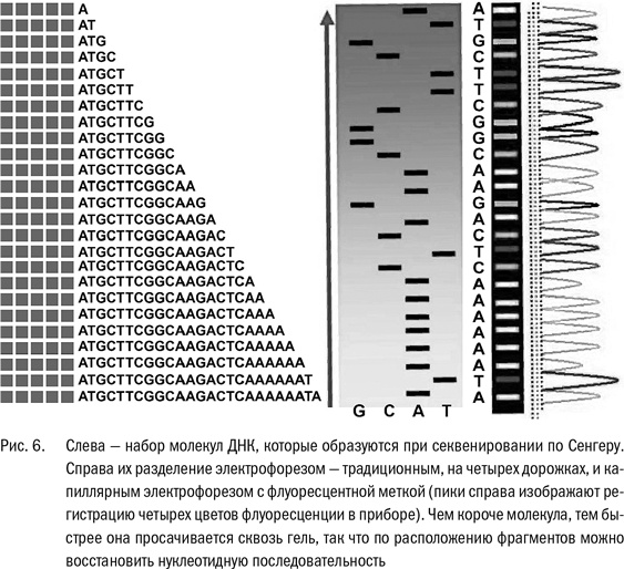 Иллюстрация к книге — ДНК и её человек. Краткая история ДНК-идентификации [i_007.jpg]