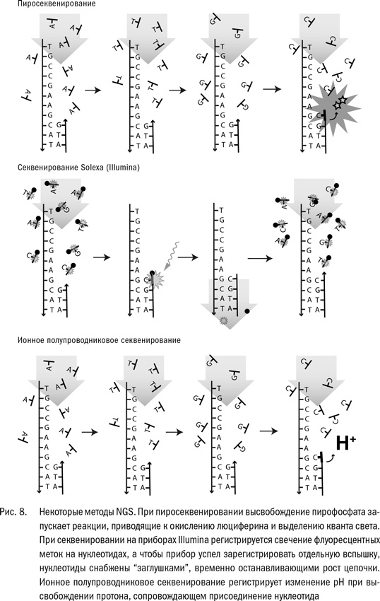 Иллюстрация к книге — ДНК и её человек. Краткая история ДНК-идентификации [i_009.jpg]
