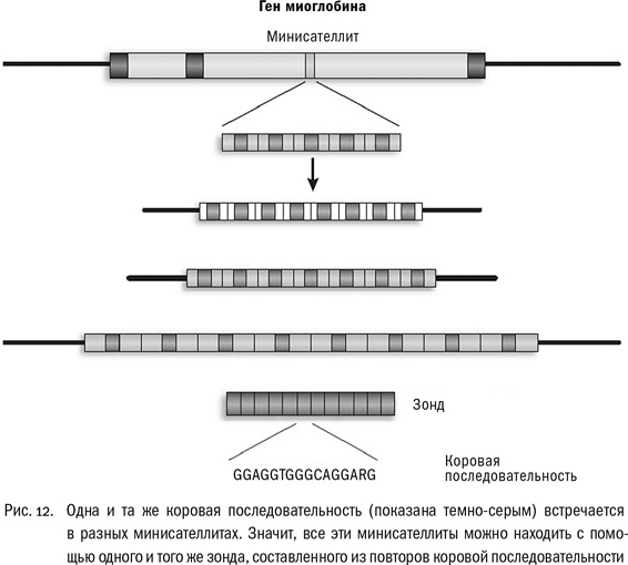 Иллюстрация к книге — ДНК и её человек. Краткая история ДНК-идентификации [i_012.jpg]