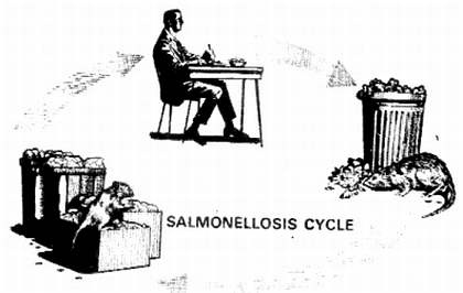 Иллюстрация к книге — Хитрее человека. Исчерпывающая история крысы и человеческая  цивилизация [_05.jpg]