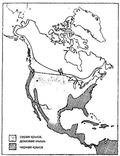 Иллюстрация к книге — Хитрее человека. Исчерпывающая история крысы и человеческая  цивилизация [_19.jpg]