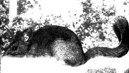 Иллюстрация к книге — Хитрее человека. Исчерпывающая история крысы и человеческая  цивилизация [_22.jpg]