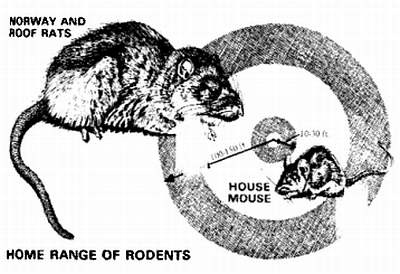 Иллюстрация к книге — Хитрее человека. Исчерпывающая история крысы и человеческая  цивилизация [_26.jpg]