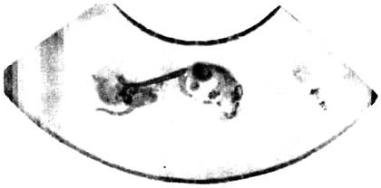 Иллюстрация к книге — Хитрее человека. Исчерпывающая история крысы и человеческая  цивилизация [_29.jpg]