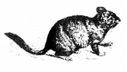 Иллюстрация к книге — Хитрее человека. Исчерпывающая история крысы и человеческая  цивилизация [_46.jpg]