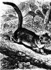 Иллюстрация к книге — Хитрее человека. Исчерпывающая история крысы и человеческая  цивилизация [_50.jpg]