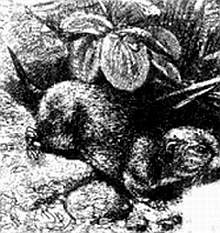 Иллюстрация к книге — Хитрее человека. Исчерпывающая история крысы и человеческая  цивилизация [_51.jpg]