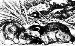 Иллюстрация к книге — Хитрее человека. Исчерпывающая история крысы и человеческая  цивилизация [_52.jpg]