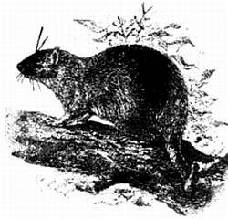 Иллюстрация к книге — Хитрее человека. Исчерпывающая история крысы и человеческая  цивилизация [_53.jpg]